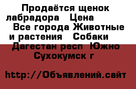 Продаётся щенок лабрадора › Цена ­ 30 000 - Все города Животные и растения » Собаки   . Дагестан респ.,Южно-Сухокумск г.